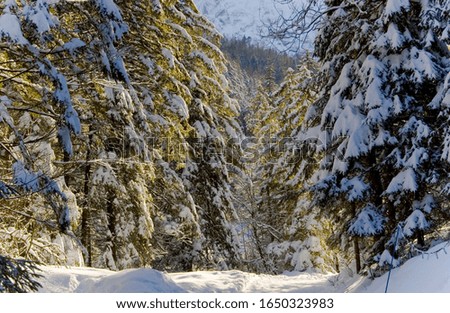 snowy road in the woods in the mountains