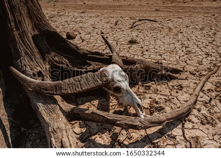 Bone skull animals on cracke ground earth and river, beautiful background of drought and death, dry tree stump background, photo for graphic creative design on dry arid hot climate