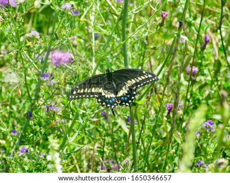 Eastern swallowtail butterfly (Papilio glaucus) resting on green plant stem during Summer