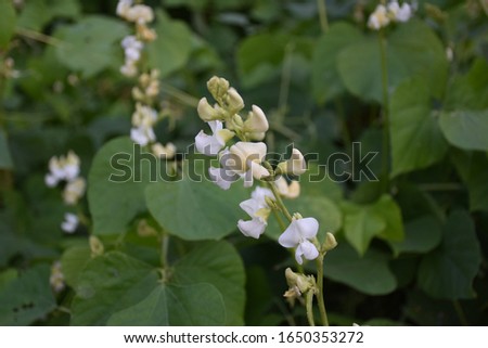The image of white flowers that fell on the green grass. beautiful garden spring bloom nature blossom 