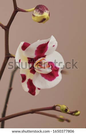 Picture of a beautiful Orchid flower set against a soft warm colour background. 