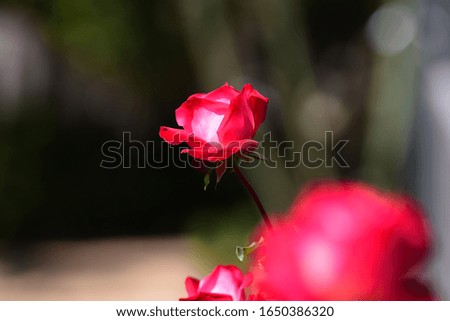 red rose flower​ close up