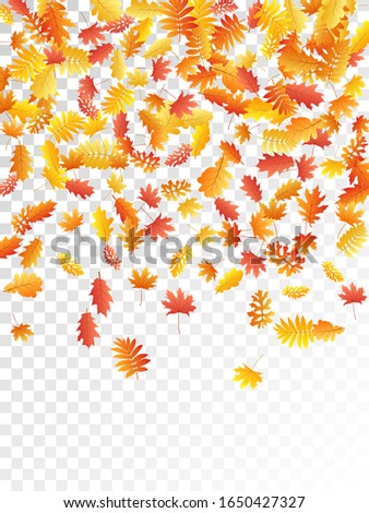 Oak, maple, wild ash rowan leaves vector, autumn foliage on transparent background. Red gold yellow rowan dry autumn leaves. Bright tree foliage vector fall season specific background.