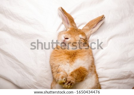 Funny rabbit sleeps on white blanket in the bed. Easter surprise  Royalty-Free Stock Photo #1650434476