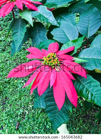 Colorful red flower