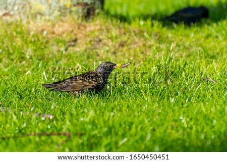 A common starling, also known as the European starling, sturnus vulgaris, eating worms at a meadow in Hannover, Germany.