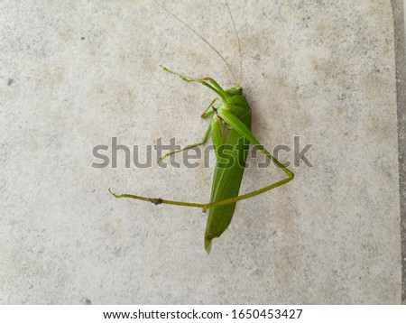 Grasshopper and cement ground pictures