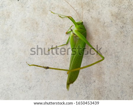 Grasshopper and cement ground pictures
