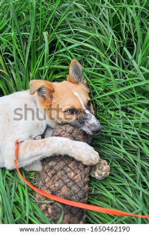 A cute white puppy with a red head nibbles on an old village wicker Shoe lying on the fresh green grass. Vertical photography