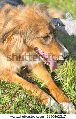 Close-up, a beautiful red-and-black dog lies with its paws outstretched. The hand of the person holding the leash. Vertical photography