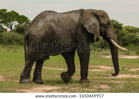 A picture of an African Elephant