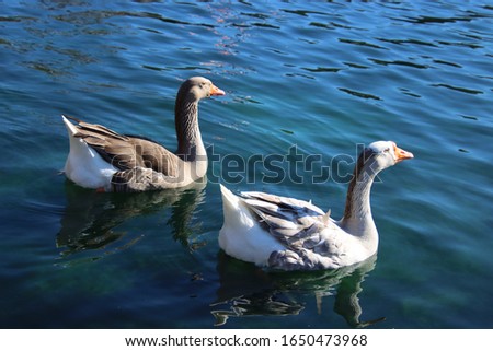Geese swimming in blue water on bright sunny day.