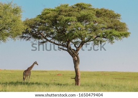 A Uganda safari landscape picture