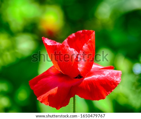 Beautiful red poppy blooming in the spring. Green leaves ad grass background. Blurred background. Intense red flower. Very vibrant and colorful nature image. Flower and landscape photography.