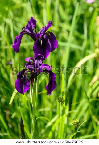 Beautiful purple iris blooming in the spring. Green leaves ad grass background. Blurred background. Intense purple flower. Very vibrant and colorful nature image. Flower and landscape photography.