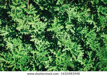 Texture of many fresh beautiful leaves of green plant. Natural background. 