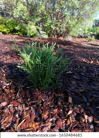 small green sapling Thuja occidentalis Mr. Bowling Ball with long tender twigs of pine needles on sunny spring day on the background of spirea Grefsheim on a flowerbed mulched with natural material