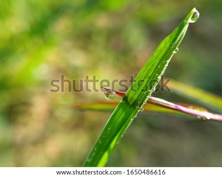 Beautiful macro dew drop on green rass and free space for text and other details 