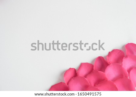 White background, pink rose petals lined in the corner. Congratulation, wedding invitation, declaration of love. Place for text.