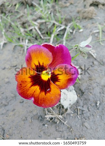 Beautiful Pansy with natural background