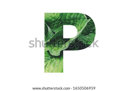 Letter '' P '' alphabet made of real leaves. Illustration of flora alphabet collection for design project, poster, card, invitation, brochure and scrapbook.