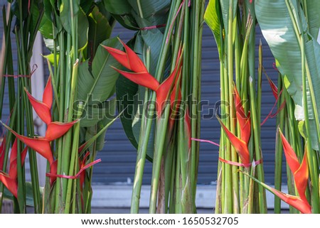 Heliconia is a genus of flowering plants in the family Heliconiaceae.
Common names for the genus include Dwarf Jamaican flower,lobster-claws, toucan peak, wild plantains or false bird-of-paradise.