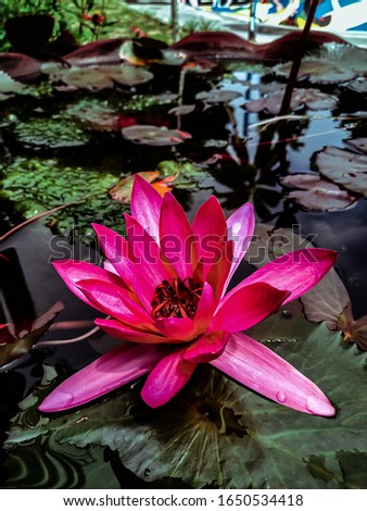 close up picture of pink lotus above the pond