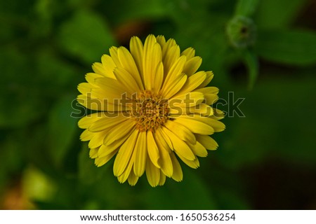 very beautiful picture of sunflower