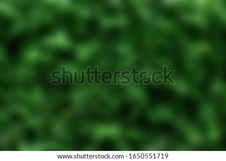 Blurred photo of a dark green leaf fence
