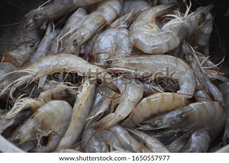fresh caught Close up of raw prawn of shrimp on banana leaf preparing for cooking prawn masala gravy briyani