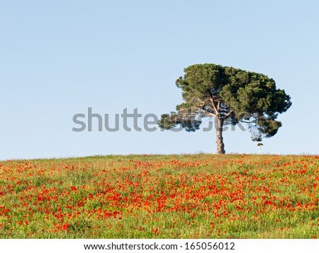 General view of a field of poppies with a pine