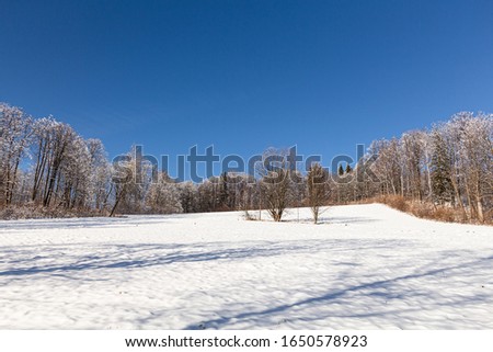 Wonderful Winter Forest in the mountanes. Picture of wild area. Scenic image of fairy-tale woodland.