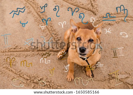 Dog and astrological symbols, horoscope for animals
