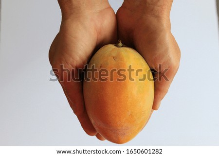 Holding a ripe yellow mango on a white background