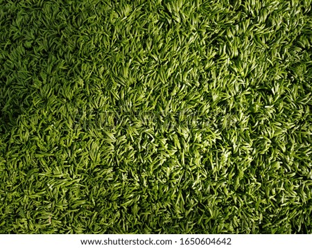 light and shadow green ground texture
