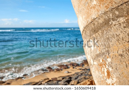 Close up picture of coconut palm tree trunk, selective focus.