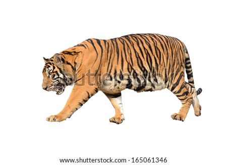 bengal tiger isolated on white background