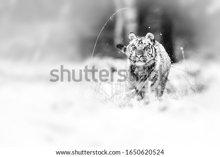Siberian tiger Panthera tigris tigris with a small depth of field and light vignette in black and white with imitation of old photos