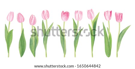 Watercolor pink tulip flowers isolated on white background with clipping path. Good elements for your own design. Spring and summer theme. Soft and gentle colors. Realistic drawning.