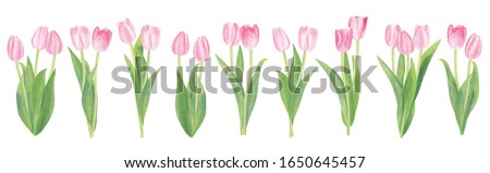 Watercolor pink tulip flower bouquets isolated on white background with clipping path. Good elements for your own design. Spring and summer theme. Soft and gentle colors. Realistic drawning. 