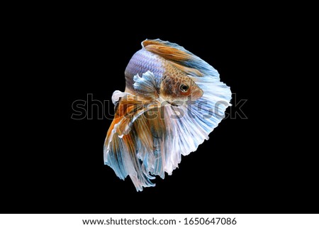 Blue betta fish with black background and amazing color