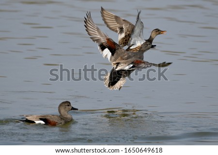The gadwall (Mareca strepera) is a common and widespread dabbling duck in the family Anatidae. Male fights in the mating season.