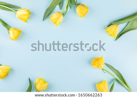 Yellow tulips flowers on a blue background.Symbol of spring.Concept of holiday.Flowers composition.Flat lay, top view, copy space