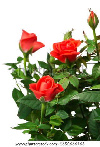 red roses  in a pot on white background