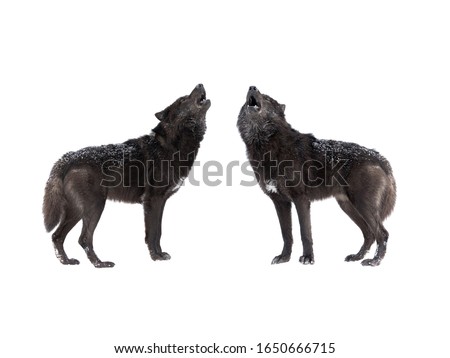 two Howling wolf isolated on a white background.
