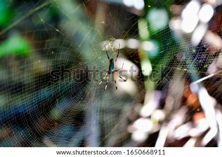 Palm Spider in rainforest on Mahe Island Seychelles.