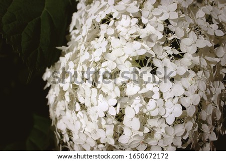 Hydrangea macrophylla is a beautiful bush of white hydrangea macrophylla flowers that bloom in the garden in summer. Close-up, soft focus, added noise. Beautiful flowers. Beauty in nature