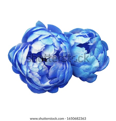 Beautiful fresh blue colored peony flowers in full bloom isolated on white background.