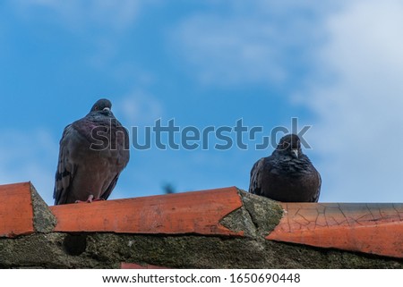 A pair of two doves (common wood pigeon) sitting next to each other on a roof ridge in Wroclaw, Poland. Blue sky with clouds in the background. Closeup, copy space, horizontal format.