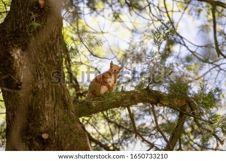 Portrait of a beautiful squirrel sitting on a tree trunk. Spring park forest.